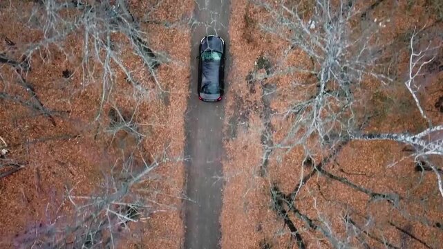 A car driving through a forest of leafless trees in late autumn.
