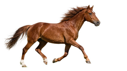 Brown horse with flowing mane galloping, isolated on transparent background © Maria