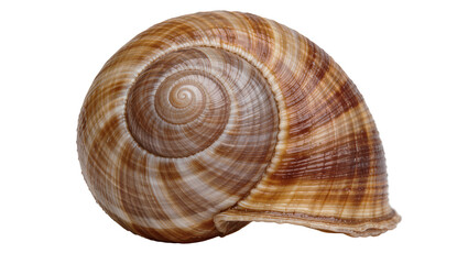 Brown and beige spiral snail shell, isolated on transparent background © Maria