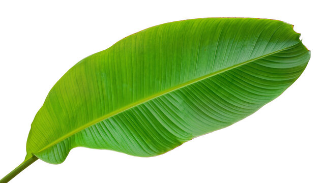 Vibrant green banana leaf with prominent veins, isolated on transparent background