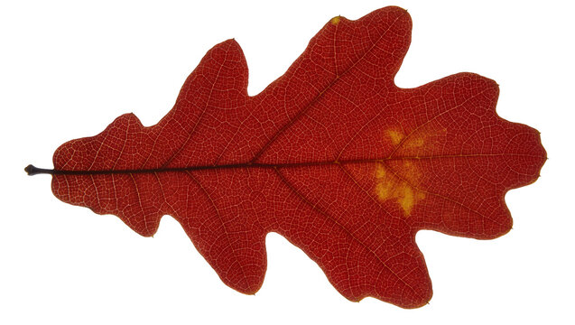 Detailed red oak leaf with visible veins and yellow spots, isolated on transparent background
