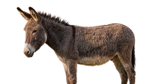 Fluffy brown donkey with spiky mane, isolated on transparent background