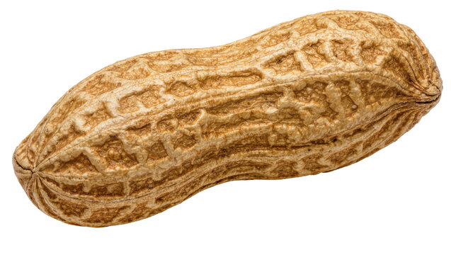 Single whole peanut in shell with textured surface, isolated on transparent background