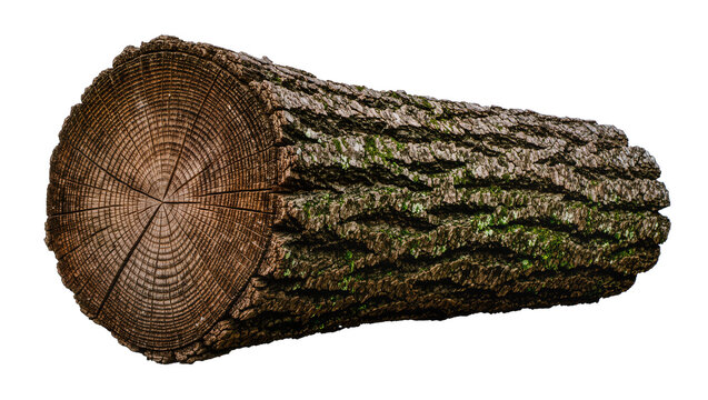 Rough bark tree log with visible growth rings, isolated on transparent background