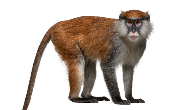 Brown monkey with grey fur and black face, isolated on transparent background