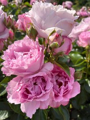Obraz premium Beautiful Pink Roses and Rosebuds Blooming in Summer Garden
