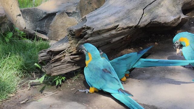 Blue-throated macaw gnawing on a tree trunk