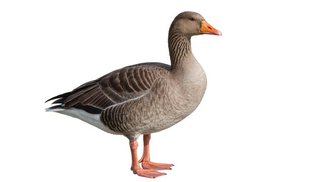 Gray goose with orange beak and feet, isolated on transparent background