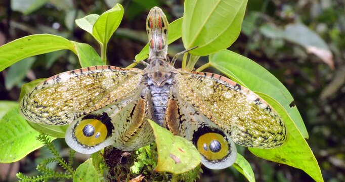 The Lantern Bug (Fulgora Laternaria, Family Fulgoridae) Spreading wings in a defensive display showing eyespots In the rainforest understory, Napo province, Ecuador.