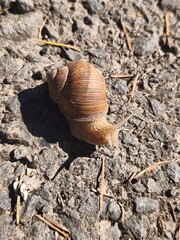 Crawling snail on a road © Danka