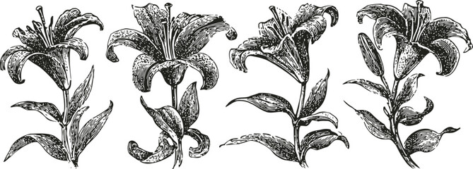 Obraz premium vintage botanical illustration of tiger lilies with detailed petals and leaves line art