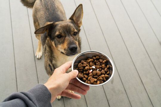 Dog waiting for food, red and white capsule, white tablet in a bowl on wooden deck in a home setting