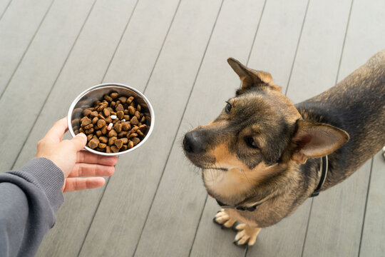 Dog looks at food with red and white capsule andwhite tabletbowl during mealtime