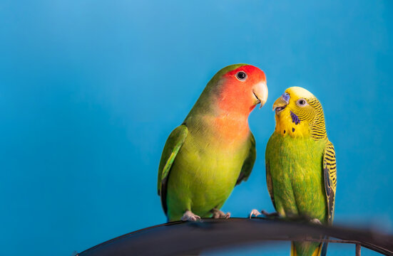 Budgerigar and rosy faced lovebird interacting together on a birdcage. Domestic parakeets communication, blue background with copy space
