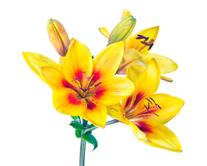Obraz premium colorful yellow-red lily isolated on transparent background. lily flowers close-up.