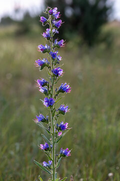 Viper's bugloss Echium vulgare spike in sunny meadow