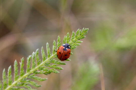 Seven-spot ladybird, Coccinella septempunctata, on a wild yarrow leaf