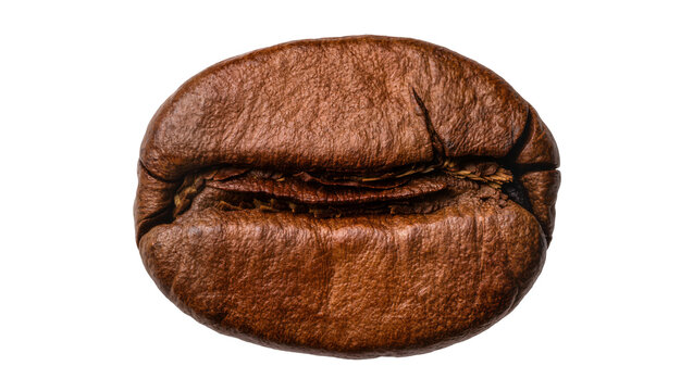 Single roasted coffee bean with deep brown color and textured surface, isolated on transparent background