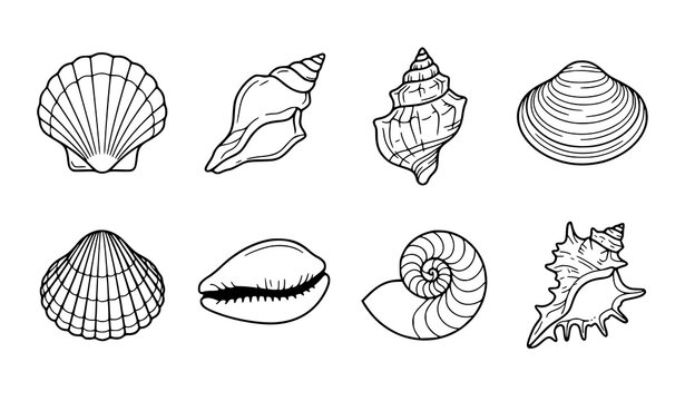 Seashell Collection Hand Drawn Doodle Outline Vector Set of Ocean Shells Isolated on White Background