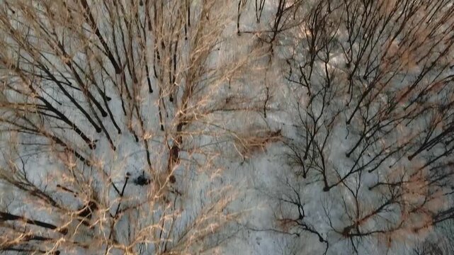Aerial view of a winter forest transitioning to the city