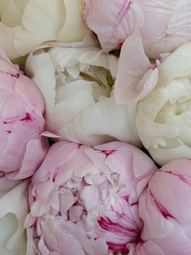 pink cabbage on a table