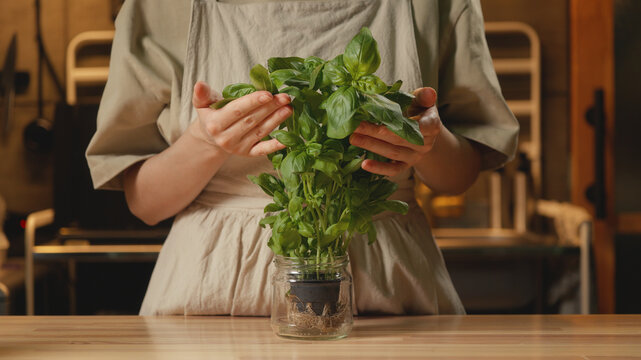 Medium shot of a woman in a linen apron gently touching a fresh green potted basil plant in a glass jar in a warm-lit kitchen. Cozy home cooking, organic culinary, and recipe content.