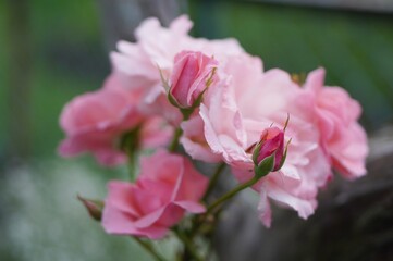 Fototapeta premium pink magnolia flower