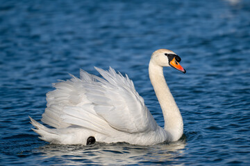 mute swan cygnus olor © 颂 郭