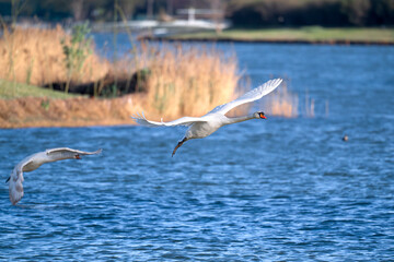 swan in flight © 颂 郭