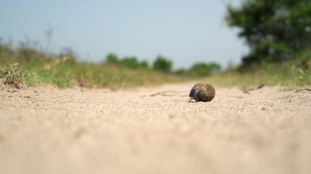 Dung beetle rolling a ball along dusty ground in a cinematic closeup wildlife shot.