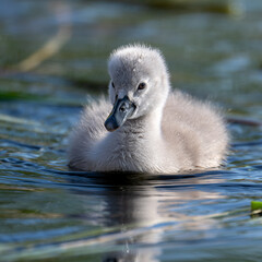 swan and cygnets