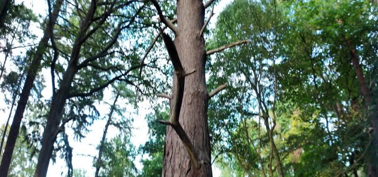 Low Angle Upward Tilt Shot of Tall Pine Tree Trunk to Forest Canopy
