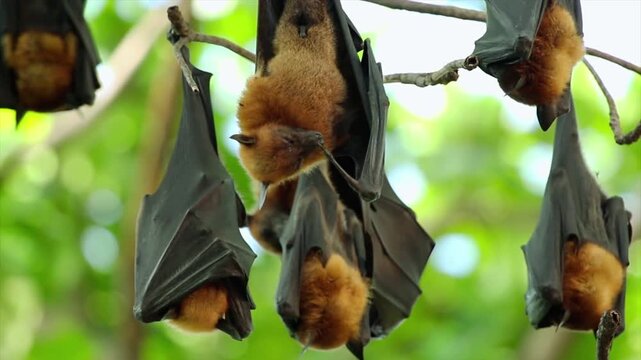 Flying Fox Bats Hanging On Tree Branch Nature 4K