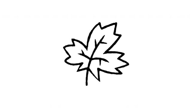 Animated doodle icon of a classic maple leaf symbol of autumn and foliage season.