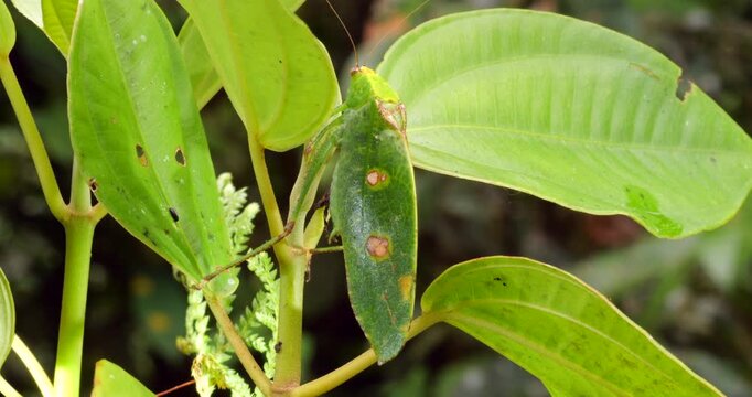 A leaf mimic katydid. Resembles a green leaf, also has imitation fungus spots making it a more convincing mimic. In tropical rainforest, Napo province, Ecuador.