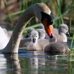 family of swans © 颂 郭