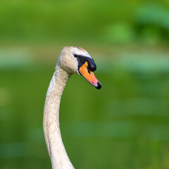 close up of a mute swan © 颂 郭