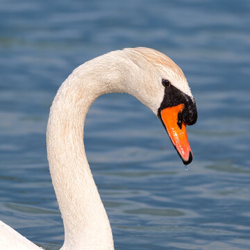 mute swan cygnus olor