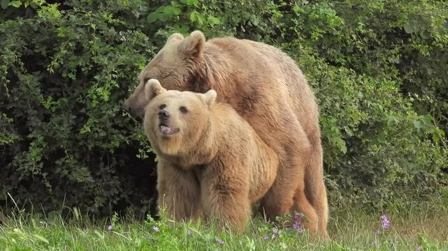 Two brown bears mating in forest habitat during rare wildlife reproductive behavior.