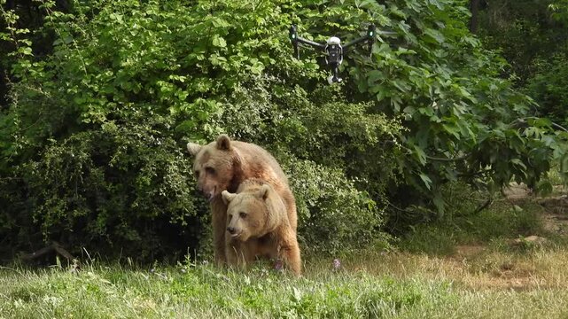 Two brown bears mating in forest habitat during rare wildlife reproductive behavior.