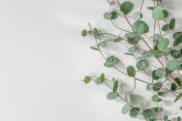 Eucalyptus Leaves on White Background with Copy Space © 清美 小池