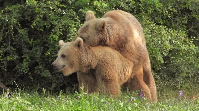 Two brown bears mating in forest habitat during rare wildlife reproductive behavior.