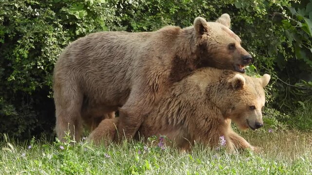Two brown bears mating in forest habitat during rare wildlife reproductive behavior.