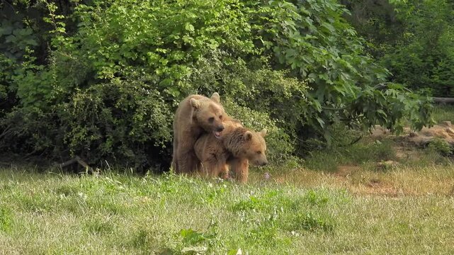 Two brown bears mating in forest habitat during rare wildlife reproductive behavior.