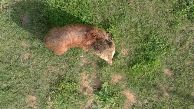 Brown bear walking alone across meadow in aerial drone overhead view above grassy landscape.
