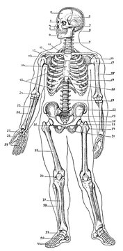 Vintage medical engraving of the human skeleton anterior labeled