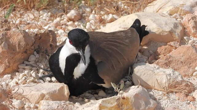 Spur winged lapwing incubates eggs in a stony ground nest within dry open habitat.