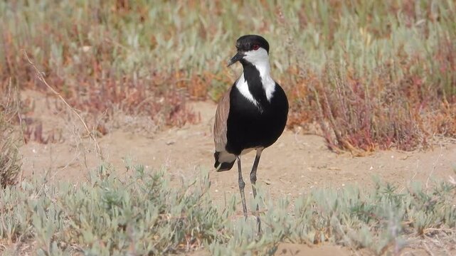 Spur winged lapwing stands and wades through shallow water in a dry coastal habitat.