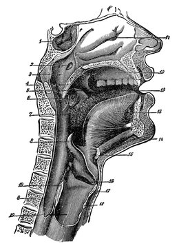 Vintage anatomical engraving of the human head and throat section labeled