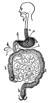 Vintage anatomical engraving of the human digestive tract unlabeled